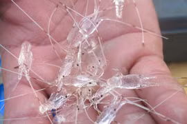 Indonesia allows baby lobster exports