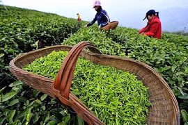 Tea industry projected to fulfil 2020 target despite pandemic
