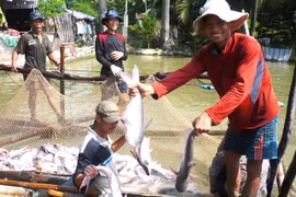 Fisheries sector to focus on standardising production for higher value