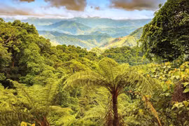 Quang Binh’s Dong Chau - Khe Nuoc Trong becomes nature reserve