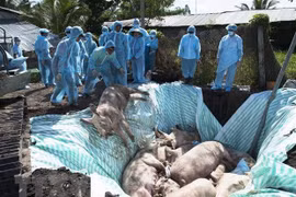 Vietnam, US jointly study vaccine against African swine fever