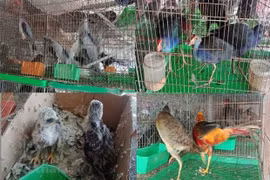 Webinar calls for better wildlife conservation, control of animal-to-human disease transmission
