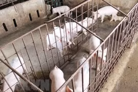 Deputy PM: Major opportunities lay in animal husbandry
