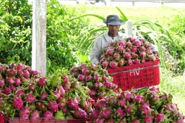 Geographical indication helps Binh Thuan dragon fruit conquer foreign markets
