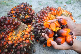 Indonesia raises crude palm oil export tariffs