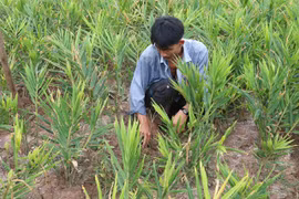 Specialised farming areas developed for climate change adaptation 