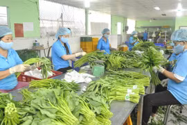 Fruit, vegetable exports expected to revive after nine-month slump