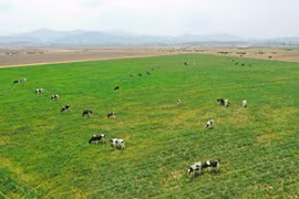 Vinamilk plans to import 1,200 milch cows from US in 2021