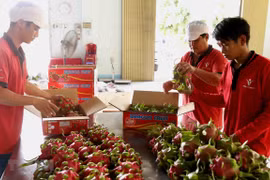 Vietnamese companies seek business opportunities in Singapore
