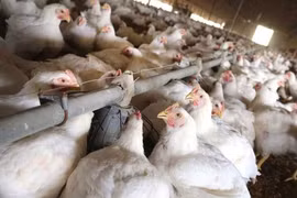 Philippines issues temporary ban on imported poultry from US