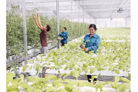 Hanoi moves towards enhanced criteria for new-style rural area development