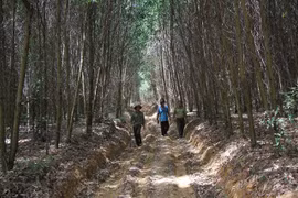 Central Highlands district achieves efficiency in growing forests