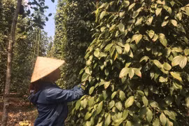 Vietnam's commodity market expected to attract increased investment