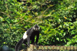 PM calls for action to protect endangered langurs in Ha Nam