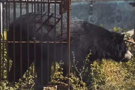 New short film released to call for end to bear farming