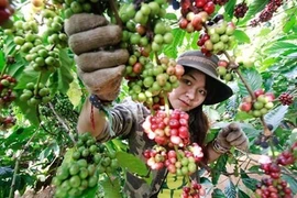 Algeria a potential market for Vietnamese products