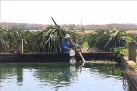 Farmers in Binh Thuan dig ponds, build small reservoirs to store water