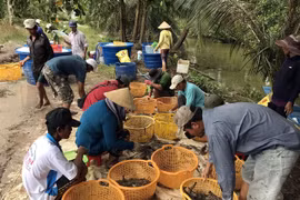 Mekong Delta aims for sustainable shrimp production at high profits