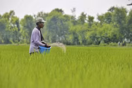 Indonesia to convert 1.4 million ha of peatlands into rice fields to address food shortages