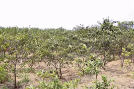 Saltwater intrusion affects Mekong Delta’s fruit cultivation 