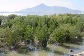 Community management helps Ninh Thuan protect forests