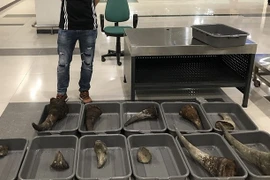 Nearly 29kg of suspected rhino horn seized at Can Tho airport