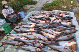 Tra fish farmers, exports hit hard by COVID-19 pandemic