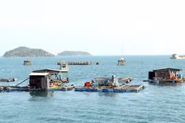 Vietnam seeks sustainable development of fisheries