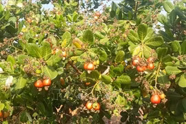 Farmers, businesses struggle as pepper, cashew prices drop