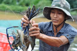 Kien Giang aims to raise value of key farming products