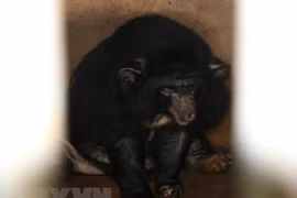 Asiatic black bears handed over to rescue centre
