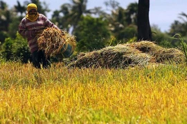 Philippines’ agri-fishery exports grow by 12 percent in Q1
