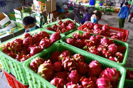 EVFTA helps boost Vietnam’s agricultural exports to EU 