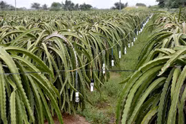 Binh Thuan develops concentrated cultivation areas for key crops