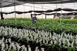 Forestry sector focuses on creating high-yield trees