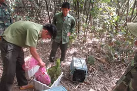 25 wild animals released into Bu Gia Map National Park