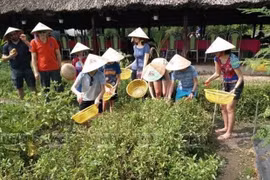 Phu Quoc promotes eco-agriculture in combination with tourism 