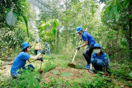 Vietnam ready to carry out REDD+