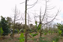 Tien Giang revives durian orchards hit by saltwater intrusion