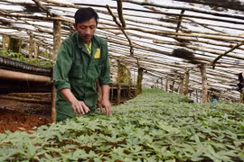 Kon Tum focuses on agricultural development