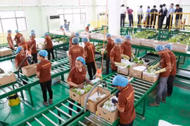 Cambodia’s banana exports surge thanks to increasing demand from China