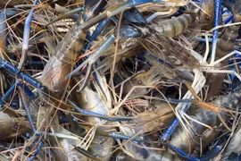 Deadly new seafood virus should be prevented: Ministry