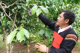 36,000 ha of coffee sustainably grown in central highlands under VnSAT project