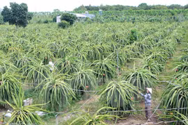 Fruit exporters seek new markets to survive pandemic