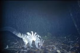 Endangered animals found in Bidoup-Nui Ba National Park