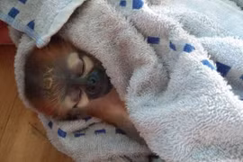 Over 150 wild animals rescued in May