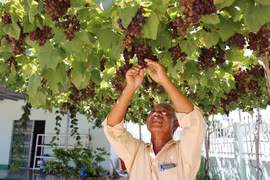 Ninh Thuan province develops superior grape variety