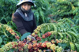 Vietnam exports over 1.7 million tonnes of coffee in 2020