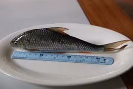Co Tu people help save freshwater fish from extinction