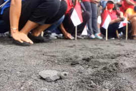 Indonesia releases over 10,000 baby turtles into sea